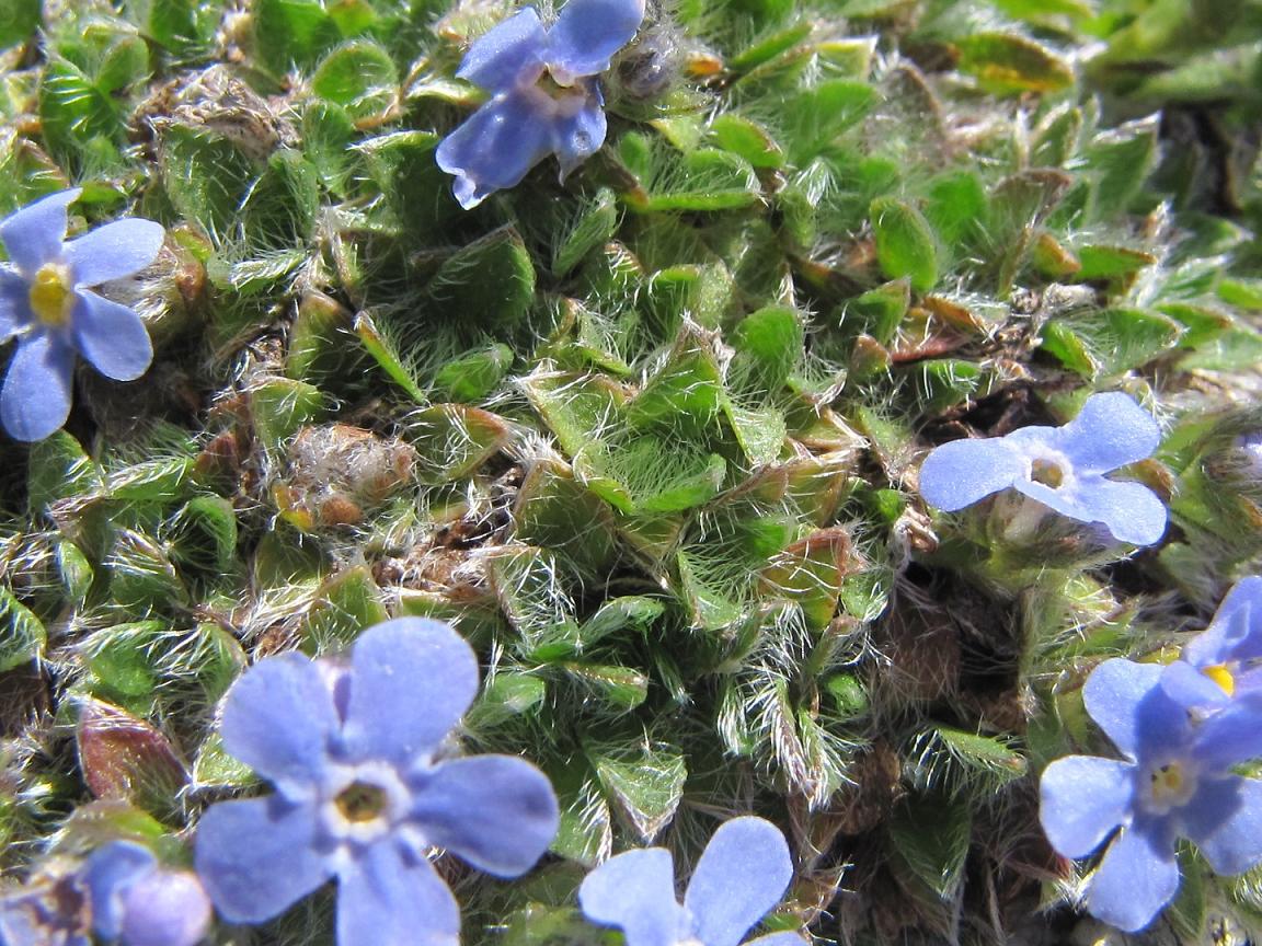 Eritrichium nanum / Non ti scordar di me nano